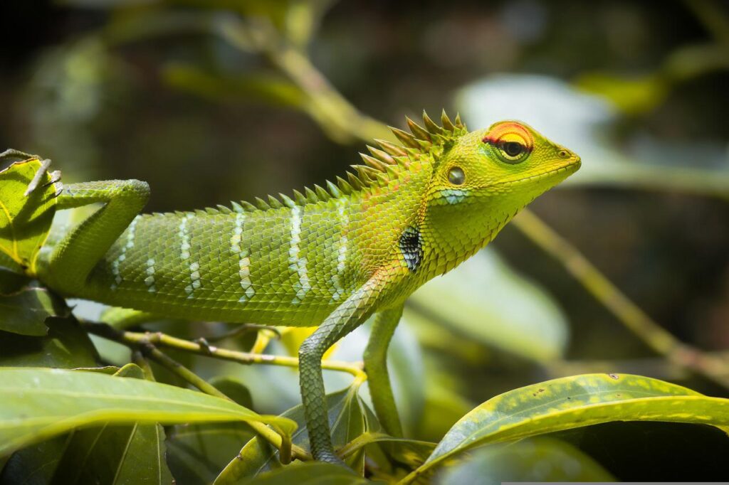 green lizard, reptile, animal-5370821.jpg